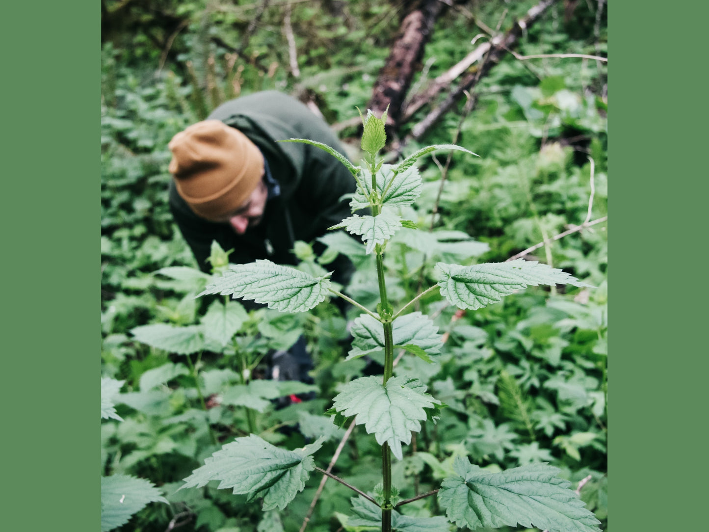 Wild Nettle Salve - Eufloria Botanica