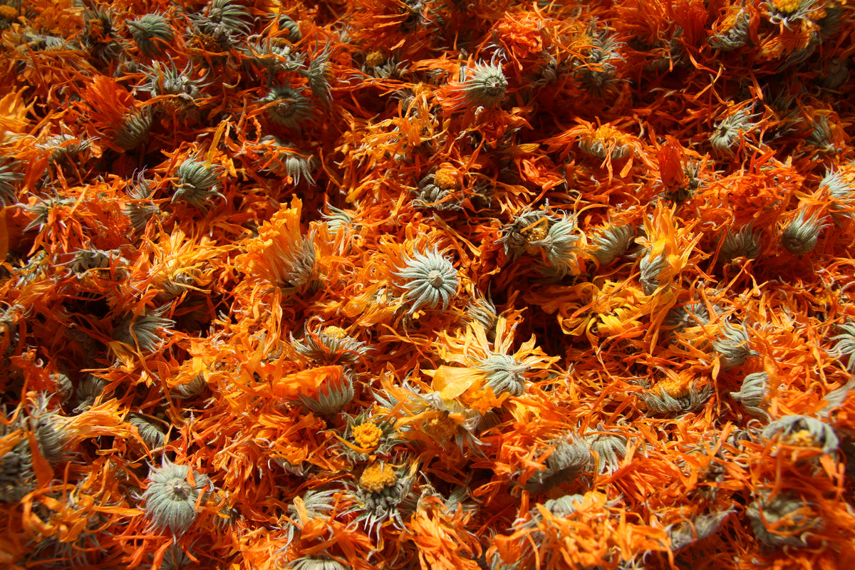 Calendula, Whole Flower